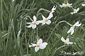 VBS_1191 - Fioritura narcisi a Castelnuovo Nigra 2023